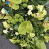 Palma pogrzebowa w kilku odcieniach zieleni ze storczykiem i anthurium